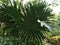 Corypha umbraculifera,or Talipot palm,Â 